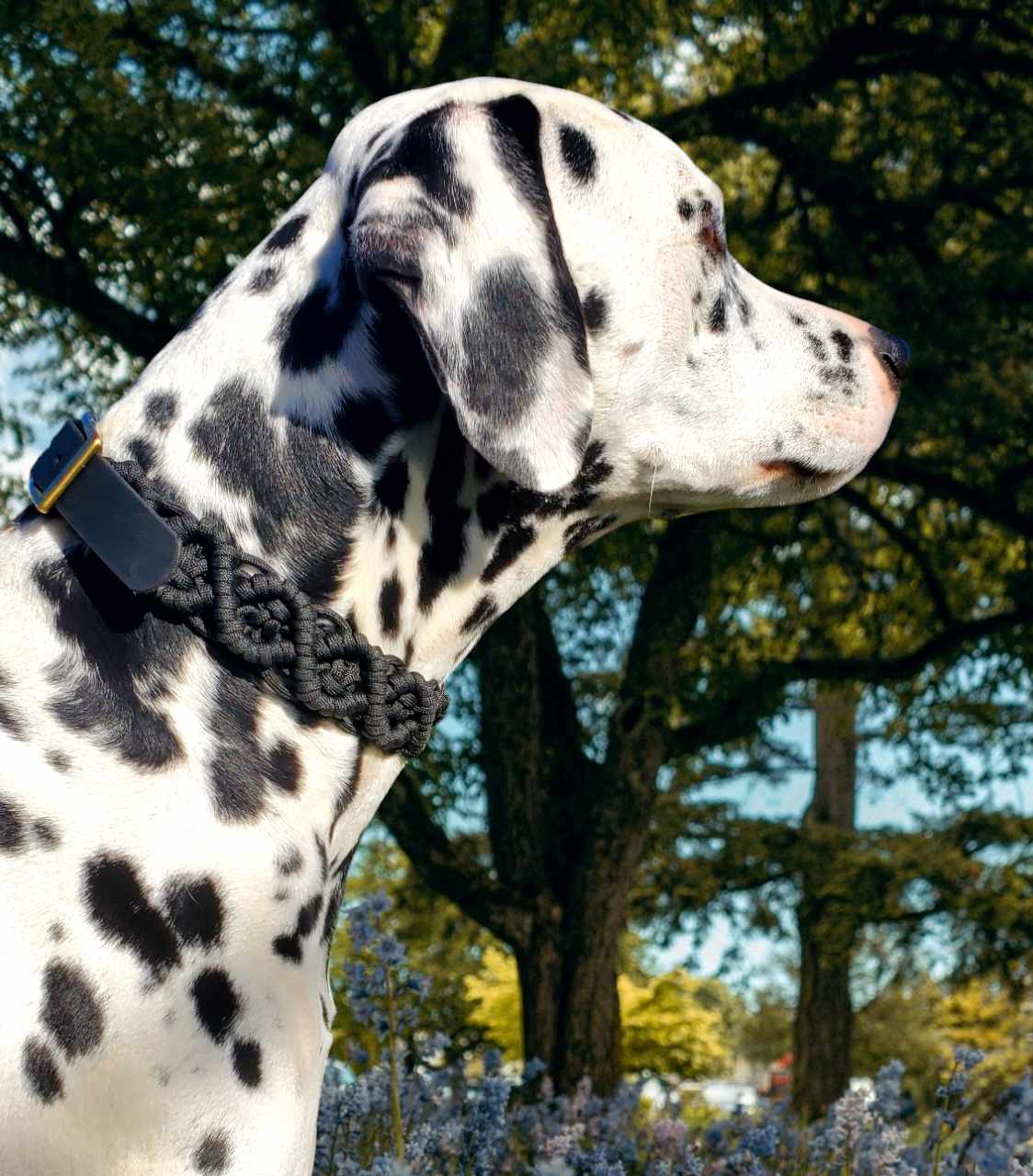 Adjustable paracord dog collar