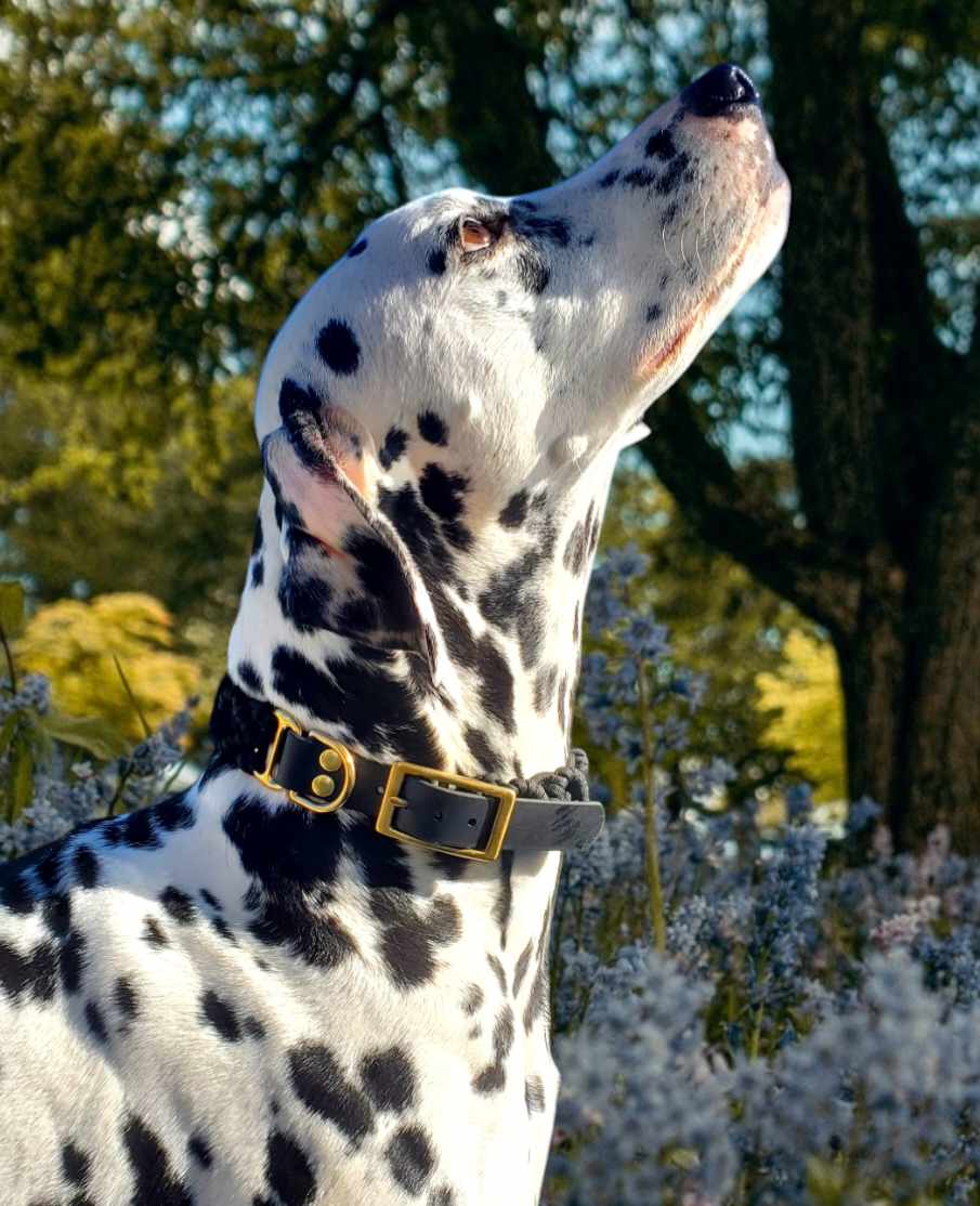 Collier chien en paracorde ajustable