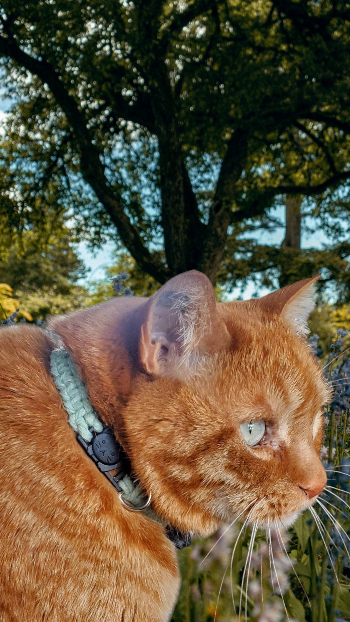 Collier foxtel sur mesure