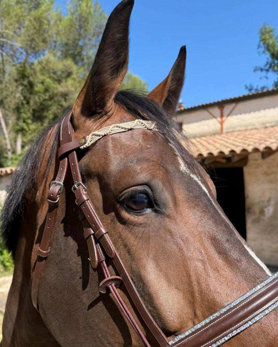 Frontal modèle novaknot