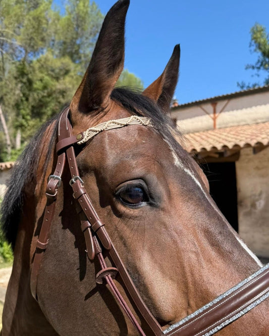 Frontal modèle novaknot